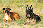 2 lying dogs