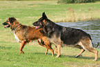 2 dogs on the lake