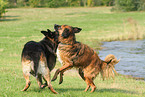 2 playing dogs