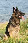 sitting East German Shepherd