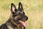 East German Shepherd portrait