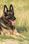lying East German Shepherd
