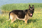 East German Shepherd