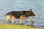 running East German Shepherd