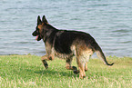 running East German Shepherd