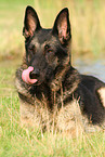 lying East German Shepherd