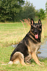 sitting East German Shepherd