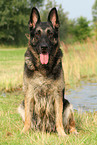 sitting East German Shepherd