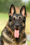 East German Shepherd portrait