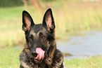East German Shepherd portrait