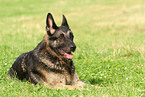 lying East German Shepherd