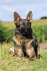 lying east German Shepherd