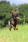 playing east German Shepherd