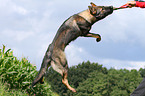 playing east German Shepherd