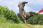 playing east German Shepherd
