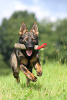 playing east German Shepherd