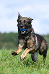 running east German Shepherd