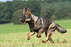 playing east German Shepherd
