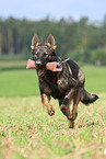 playing east German Shepherd