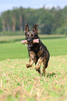 playing east German Shepherd