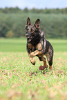 running east German Shepherd