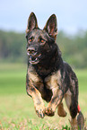 running east German Shepherd
