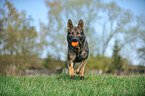playing German Shepherd GDR