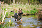 bathing German Shepherd GDR
