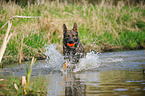 playing German Shepherd GDR