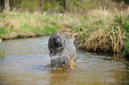 shaking German Shepherd GDR