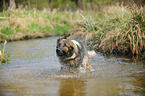 shaking German Shepherd GDR