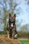 sitting German Shepherd GDR