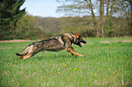 running German Shepherd GDR