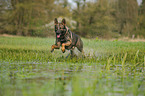 running German Shepherd GDR