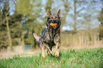 playing German Shepherd GDR