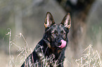 German Shepherd GDR Portrait