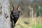 German Shepherd GDR Portrait