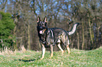 German Shepherd GDR