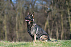 sitting German Shepherd GDR