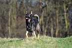 walking German Shepherd GDR