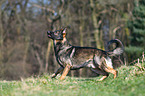walking German Shepherd GDR
