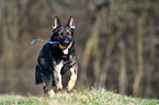 playing German Shepherd GDR