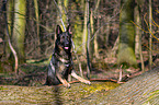 German Shepherd GDR