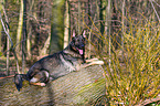 lying German Shepherd GDR