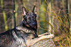 lying German Shepherd GDR