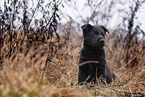 7 weeks old GDR Shepherd Puppy
