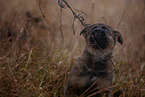 7 weeks old GDR Shepherd Puppy