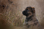 7 weeks old GDR Shepherd Puppy