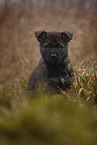 7 weeks old GDR Shepherd Puppy