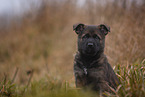 7 weeks old GDR Shepherd Puppy
